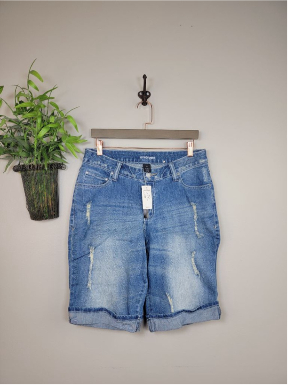 NEW Lane Bryant 14 Light Blue Wash Distressed Rolled Bermuda Jean Shorts Stretch